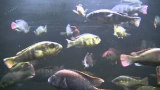 Swimming fish video for cats 3 HOURS OF FUN [upl. by Cyndie]