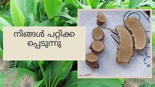 The Real KaSthoori Manjal  Curcuma Aromatica Salisb  ഒർജിനൽ കസ്തൂരി മഞ്ഞൾ എങ്ങനെ തിരിച്ചറിയും [upl. by Adihaj314]