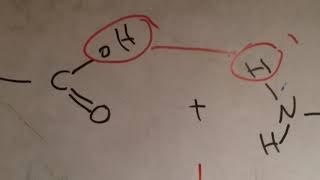 Biology 1st sec proteins answers شرح إجابات المعاصر [upl. by Amata]