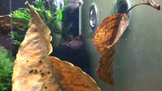 Shrimp Keeping Water Circulation And Movement  Shrimp Keeping [upl. by Neltiak]