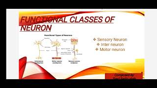 neuron structure and function in urduexplain neuron structure and function [upl. by Bo68]