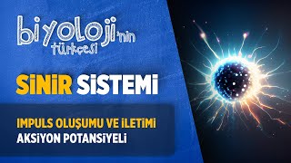 Sinir Sistemi  İmpuls  Aksiyon Potansiyeli  Eşik Değer  11Sınıf Biyoloji  AYT Biyoloji [upl. by Dorise435]