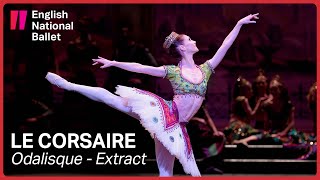 Le Corsaire Odalisque with Alison McWhinney extract  English National Ballet [upl. by Kred]