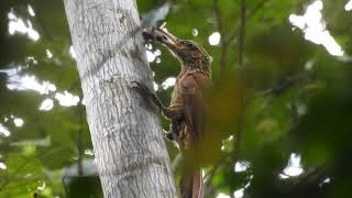 Black banded Woodcreeper Mandari Panga Ecuador [upl. by Iel195]