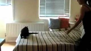 Lustige Katzen Videos zum totlachen 2 [upl. by Rimidalv956]