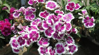 Dianthus Plant Care l How to Grow and Get more Flowers l Winter  Spring Flowers [upl. by Aikym]