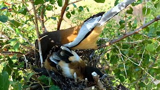 Rufous treepie bird cleaning up baby messes AnimalsandBirds107 [upl. by Clarabelle]