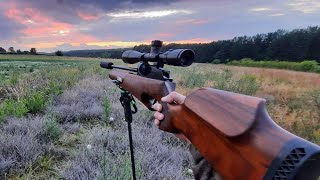 Pigeon pest control using my Theoben Rapid Mk2 [upl. by Brody798]