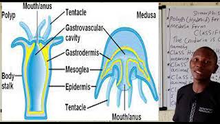 Phylum Cnidaria [upl. by Fausta987]