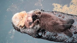 1 Day Old Sea Otter Trying to Sleep on Mom [upl. by Sidoeht911]