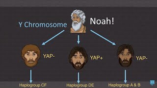 Shem Ham amp Japheth Haplogroups [upl. by Tolmann]