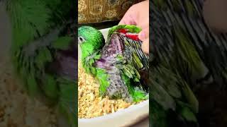 Handfeed Lovebirds Albs 1 lovebirds pets birds birdlovers shortsHahns macaw talking Parrot [upl. by Allimac]