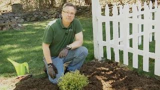 Garden Tips  How to Plant a Shrub [upl. by Aschim]