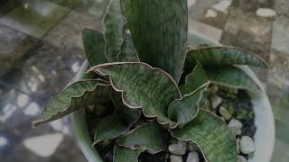 Sansevieria Bhitalae Silver Blue [upl. by Enilegnave]