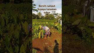 BERSIH RUMPUT [upl. by Enyedy428]