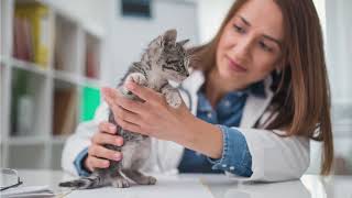 When to Spay or Neuter KittensKitten Spaying and Neutering Guide [upl. by Vina]