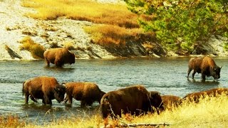 Why the US Army Guarded the 23 Remaining American Buffalo 4K [upl. by Tarazi252]