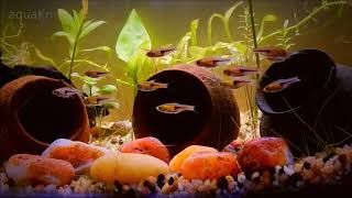 Lamb Chop Rasbora Fish Care amp Tank Set up Guide [upl. by Oigroig]