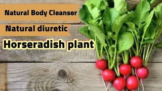 The benefits of radish [upl. by Ed]