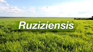 Conheça um pouco mais sobre Brachiaria Ruziziensis  Shunji da Sementes Boi Gordo [upl. by Artimed]