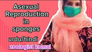 Asexual Reproduction in Sponges  poriferans  Gemmule Formation  BsBsc zoology  Urdu Hindi [upl. by Dnomyad]