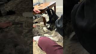 more random facts about my quirky husky husky dogvideos [upl. by Retla]