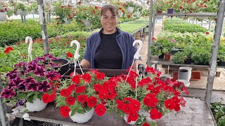 Petunia  Ingrijire  Plantare Udare [upl. by Uriia]