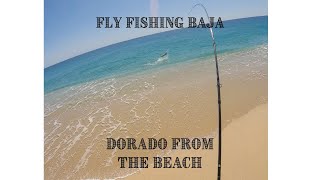 Fly Fishing Adventure Catching Dorado from the Beach in East Cape Baja [upl. by Layney835]