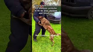 dog doglover k9protection dogs k9 military workingk9 pets armedk9 pitbull [upl. by Asehr965]