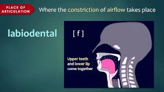 Introduction to Articulatory Phonetics Consonants [upl. by Race]