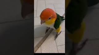 Main neel gagan me udata hu naturelovers natureshorts meintota mainmitthu parrot [upl. by Ifen]