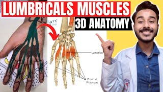 lumbrical muscles of hand anatomy  lumbrical muscle anatomy  lumbrical muscle origin and insertion [upl. by Camfort]