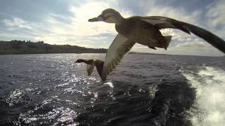 Flying Ducks  super close you can almost touch just incredible [upl. by Ylyl314]