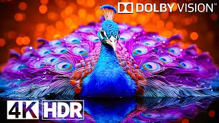 The Craziest OLED Test in 4K HDR 240FPS  Dolby Vision [upl. by Onfre]