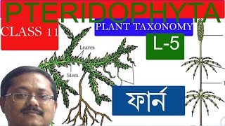 pteridophyta bengali L5Biology Life science bangla free lecture ncert chapter 3 class 11 biology [upl. by Ayekal]