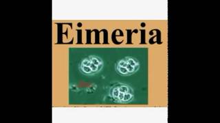 Eimeria Coccida Life Cycleاسهل طريقة لشرح الأيمرية [upl. by Hafeenah330]