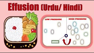 EFFUSION MEANING IN URDU EFFUSION ANIMATION  EXAMPLES OF EFFUSION CHEMISTRYBIOLOGYYOUTUBE [upl. by Ingram718]