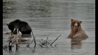 05 Sep 2024 128 Grazer and coy late night on lower river exploreorg [upl. by Anilev]