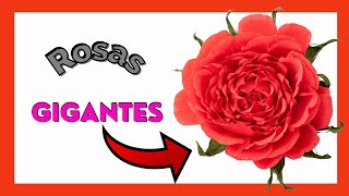 🌹 Cómo hacer una ROSA GIGANTE DE PAPEL CREPE 🌹 roses crepe DIY craftscrearydecorar [upl. by Yrdua]