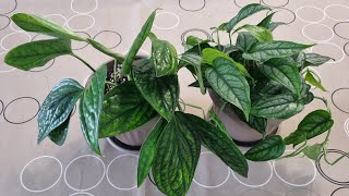 When repotting becomes a rescue  Monstera Siltepecana 🪴 and Monstera Peru 🪴 [upl. by Jews671]