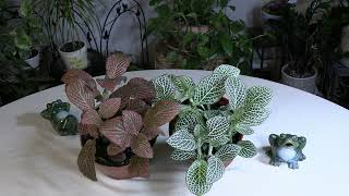 Fittonia Nerve Plant Care What to Know [upl. by Bruner]