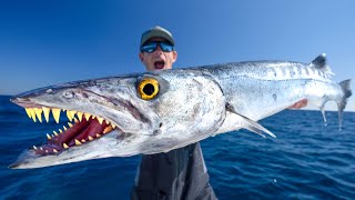 TOXIC Truth about this Fish Catch Clean Cook Barracuda [upl. by Sparks]