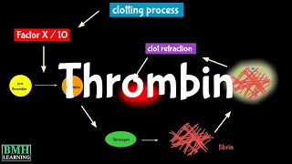 Thrombin  Prothrombin [upl. by Onfre]