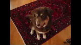 Husky  Lab puppy tricks [upl. by Aenet98]