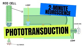 2Minute Neuroscience Phototransduction [upl. by Rourke79]