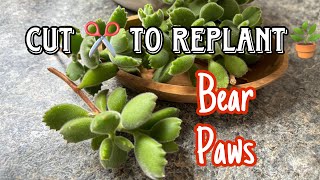 BEAR PAWS CARE amp PROPAGATION [upl. by Asert229]