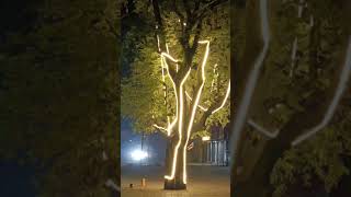 Under lighting for treelooking viewshortytshortsvideokumarpremlal [upl. by Maer932]