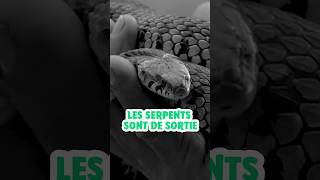 🐍 3 choses sur les serpents que vous ne savez peutêtre pas  serpent science biologie CNRS [upl. by Yecaw]