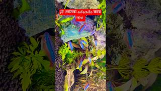 Beautiful Cardinal Tetra Aquariumshorts short ramsiyaram anishadhikary [upl. by Akemehc217]