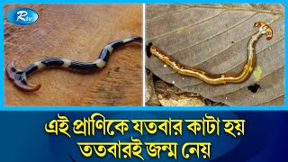 ছোট্ট কিন্তু অথচ শক্তিশালী প্রাণ যতবার কাটে ততবার জন্মে  Hammerhead worms  Rtv News [upl. by Maura1]